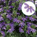 Bild von Scaevola P12 Violet